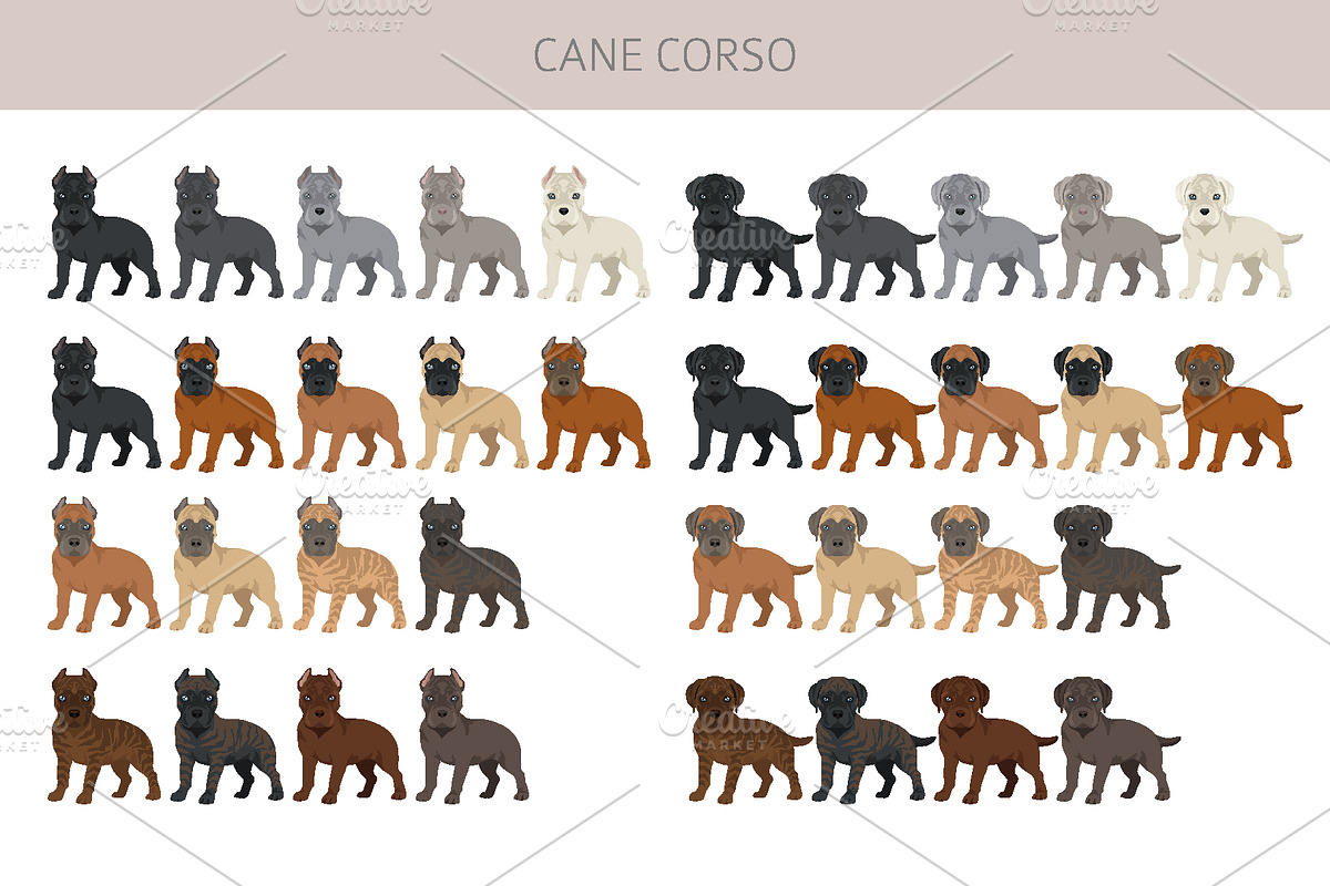 Cane Corso dog clip art, an Animal Illustration by pet design shop (Photo 7 of 9)