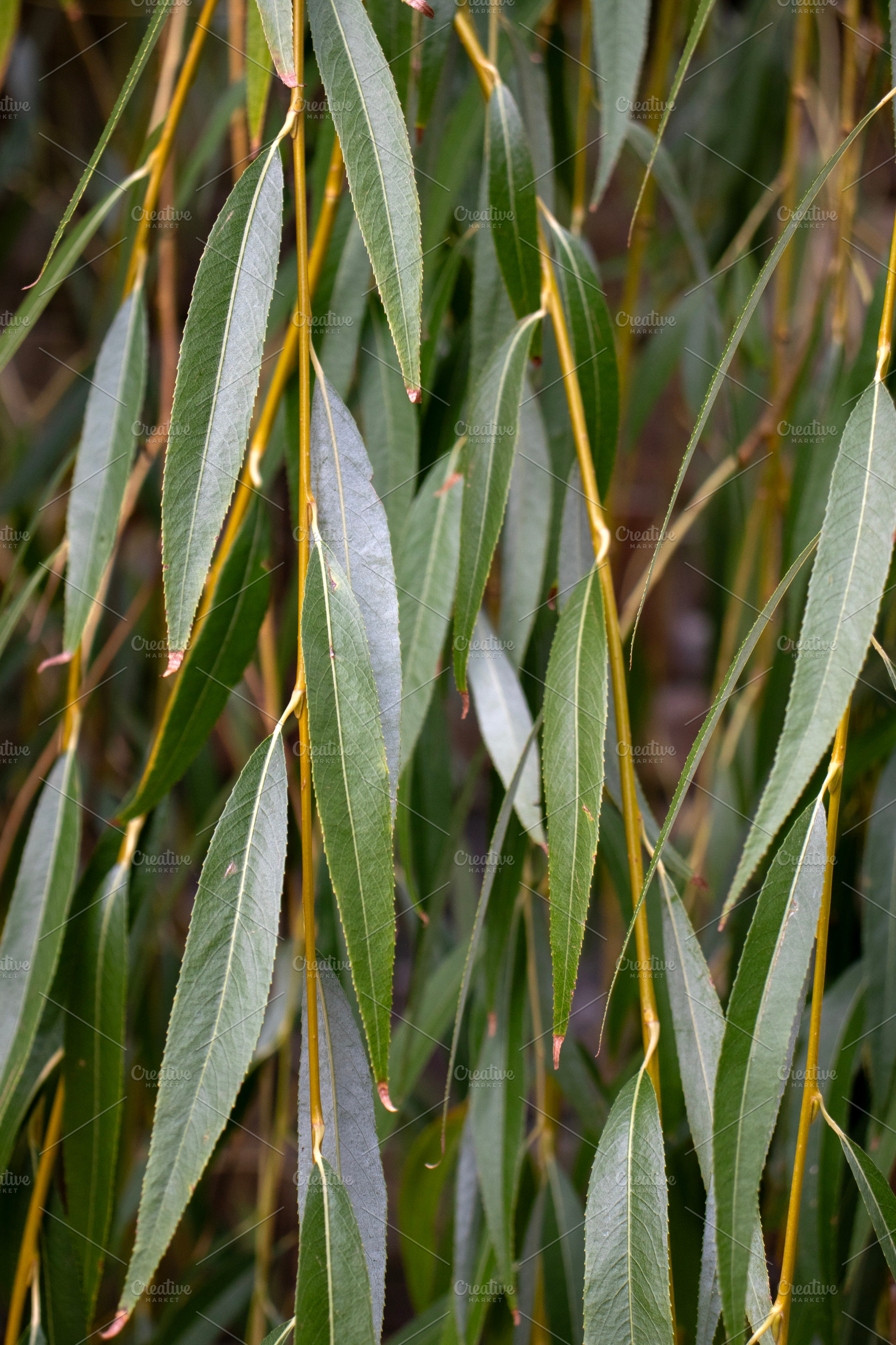 A hybrid of the golden-haired willow, a Nature Photo by Schreibikus