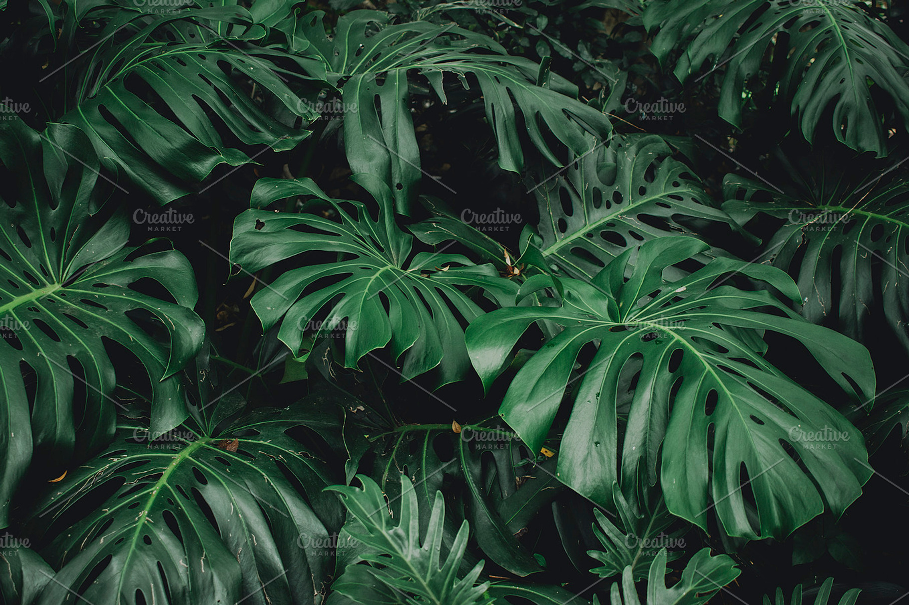Delicious Monster Jungle Leaf Photo, a Nature Photo by René Jordaan Photography