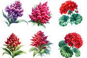 Watercolor cockscomb Clipart, an Illustration by Designworld (Thumbnail 5 of 5)