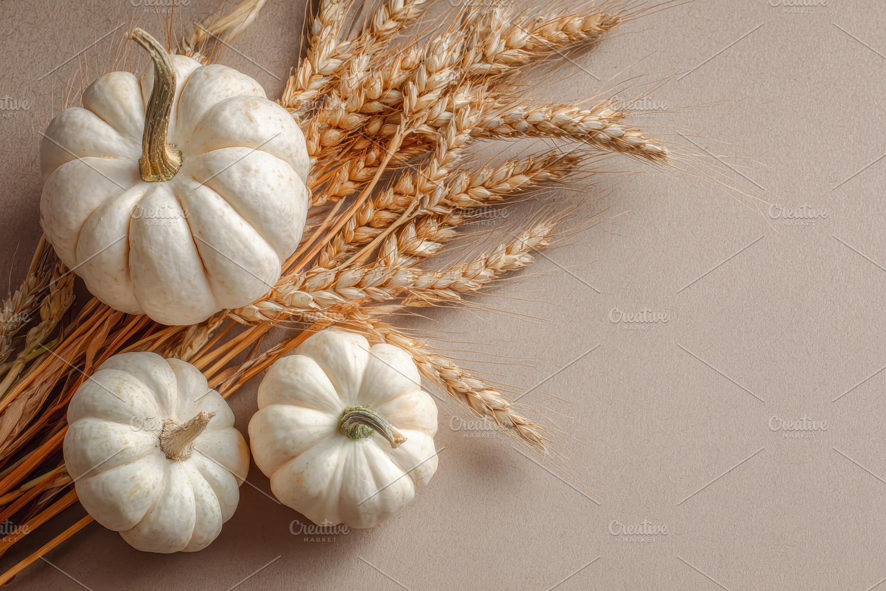White pumpkins and wheat stalks, a Photo by Pavel_design