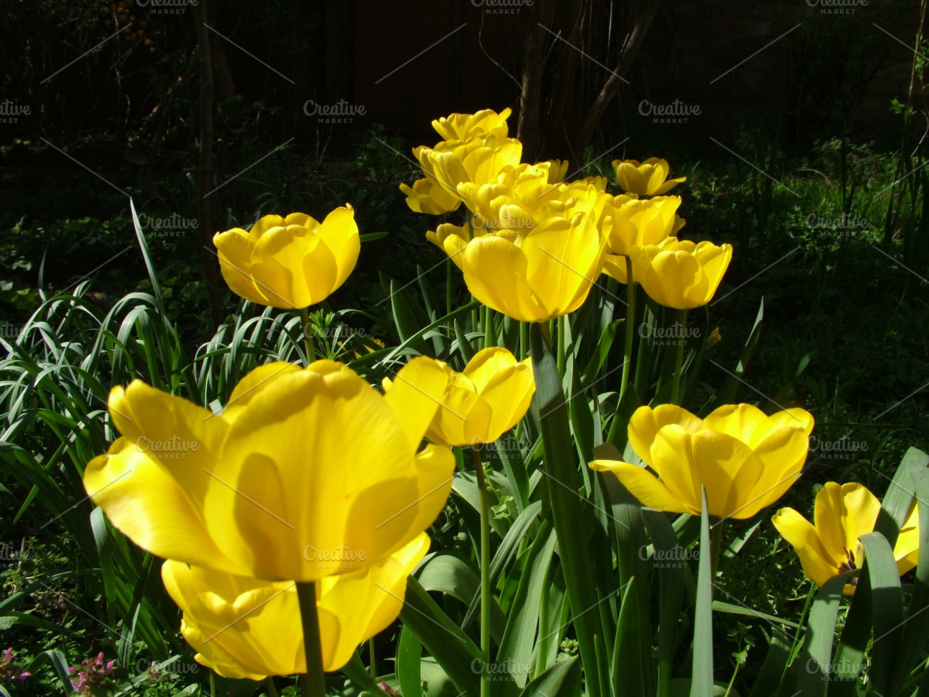 Yellow tulip flowers containing flower, bloomm, and nature