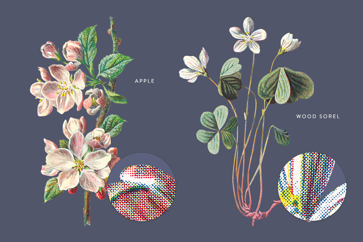 Vintage Flowers Vol.03 - Extra Large, an Illustration by Greta Ivy (Photo 7 of 15)