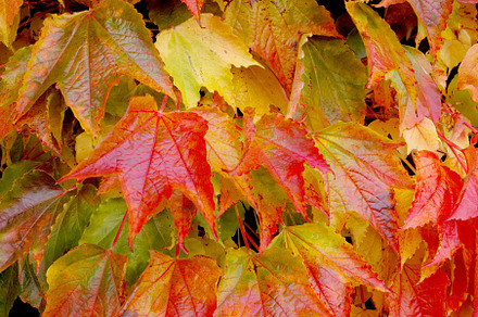 Tree in the fall, a Photo by Peopleimages.com
