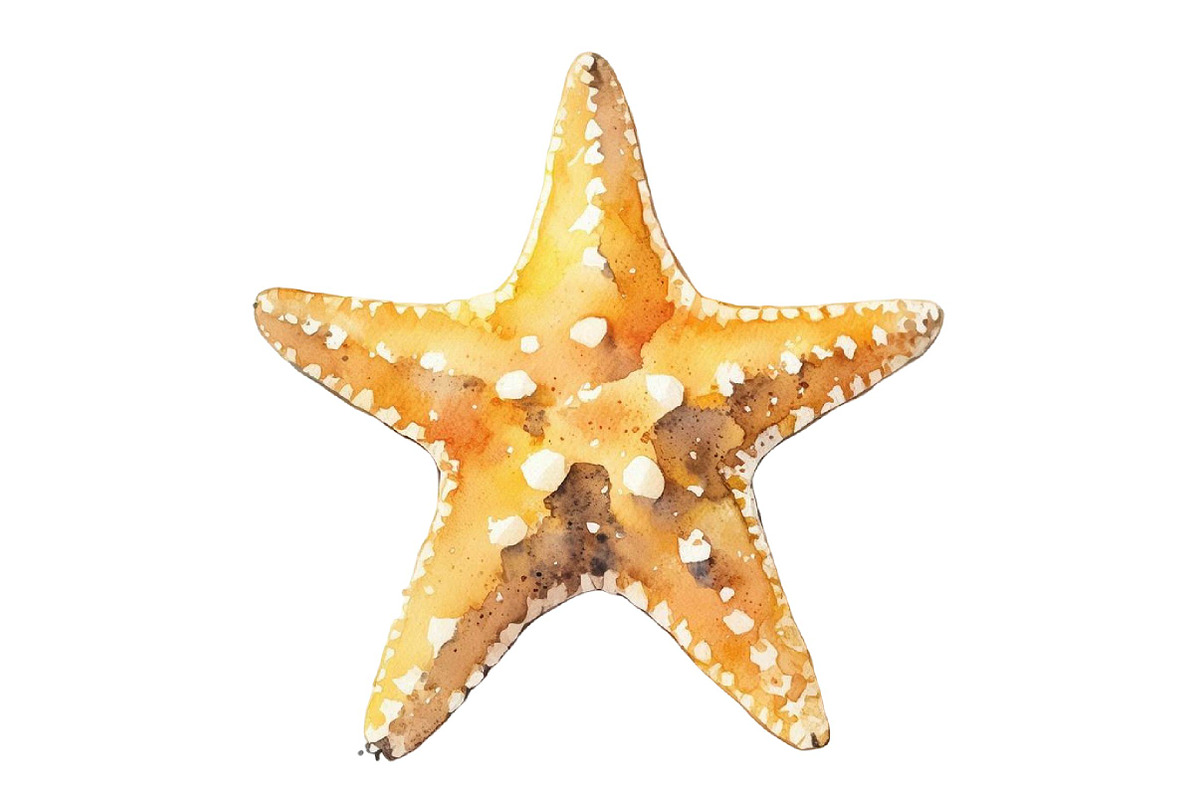 Watercolor Summer Starfish Clipart, an Illustration by DreamPrint404 (Photo 5 of 6)