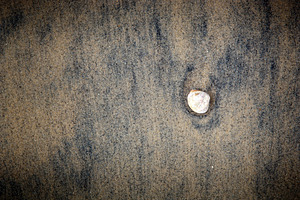 Shell on Black Sand Background, a Nature Photo by THP Creative