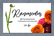 Ranunculus Floral ClipArt Realistic, an Object Graphic by Turning Moss (Thumbnail 2 of 12)