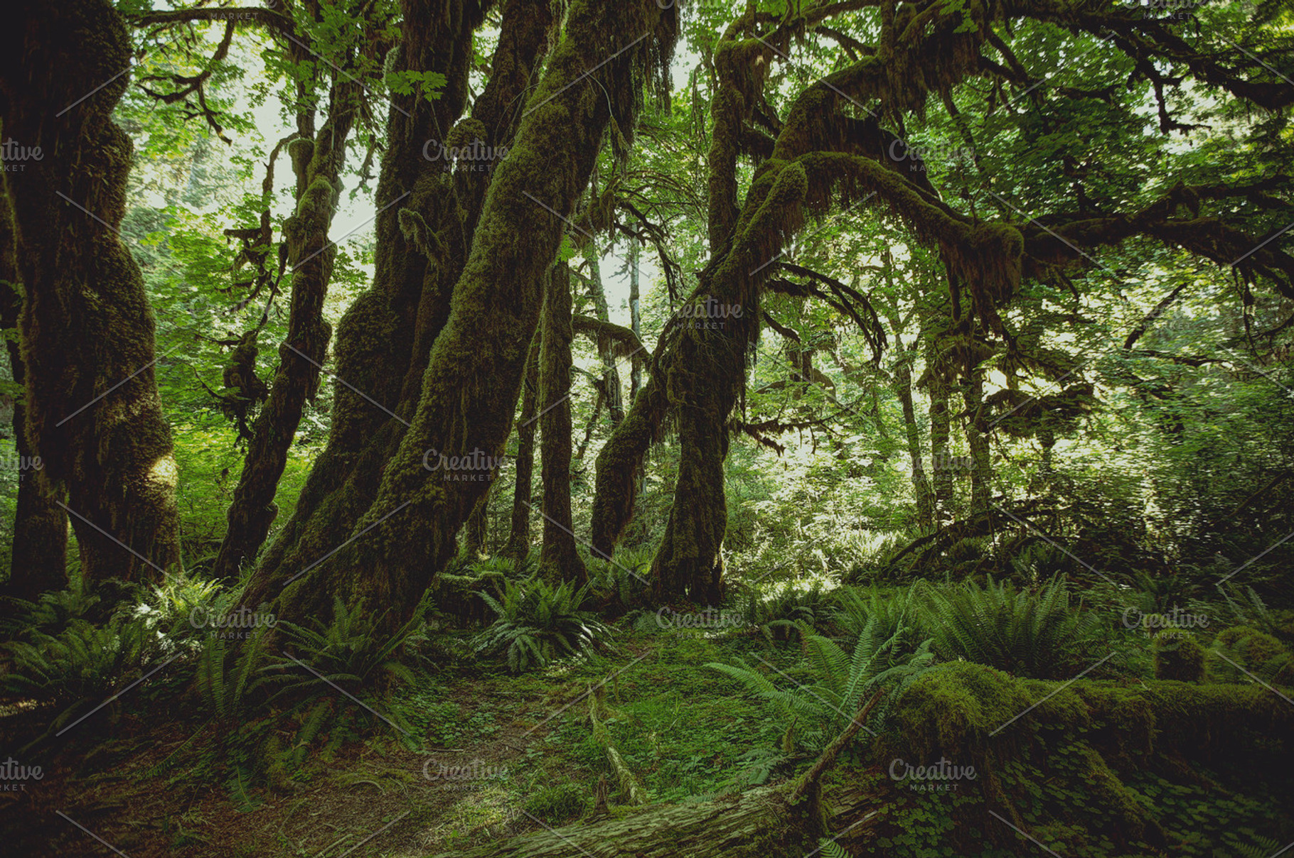 Hoh rainforest stock photo containing hoh rainforest and rain forest, a Nature Photo by Moth Owl Photography