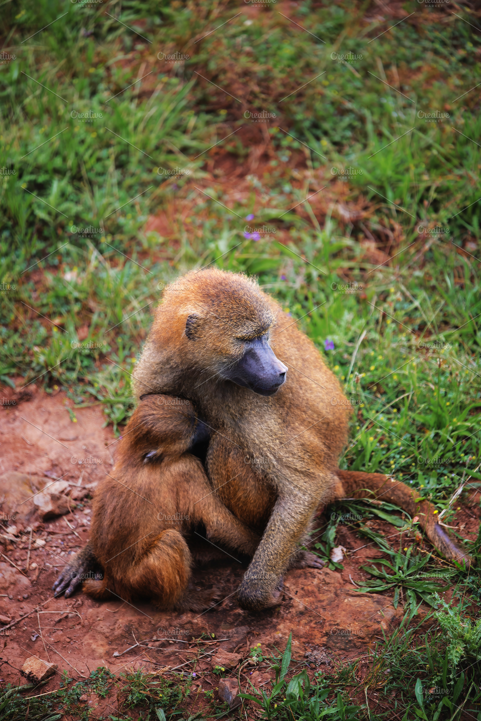Mother baboon embracing infant in na, an Animal Photo by Perpis