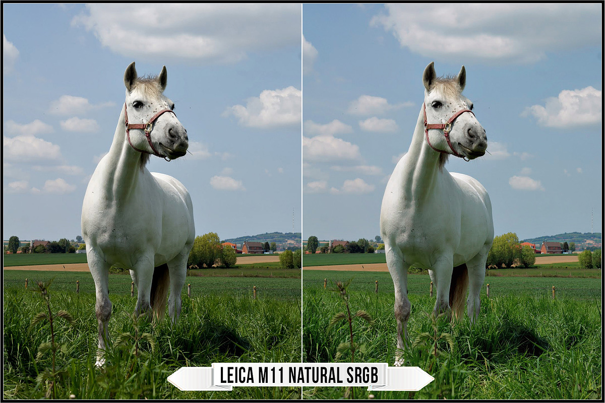 Leica Film Styles, a Plug-in Add-On by Raztrend (Photo 4 of 30)