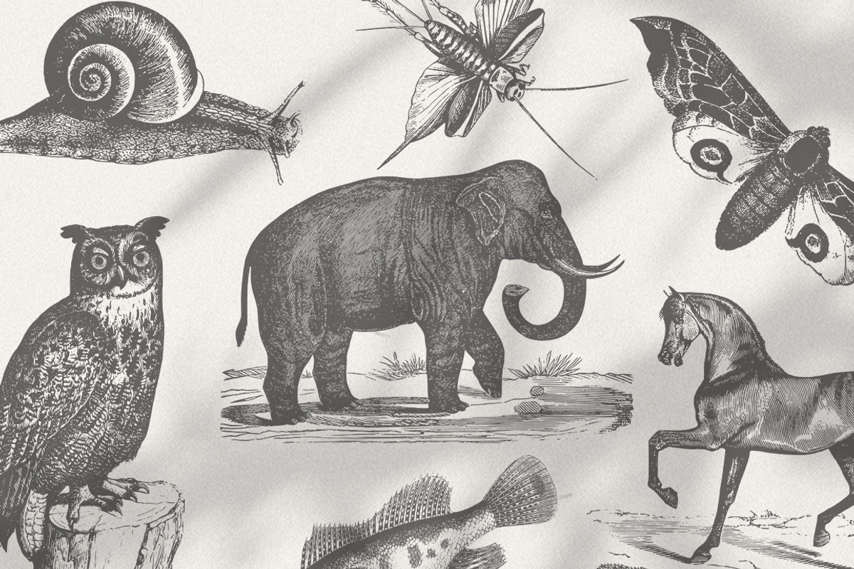 Vintage Animals Bundle 300+, an Animal Illustration by Retro Machine (Photo 2 of 21)