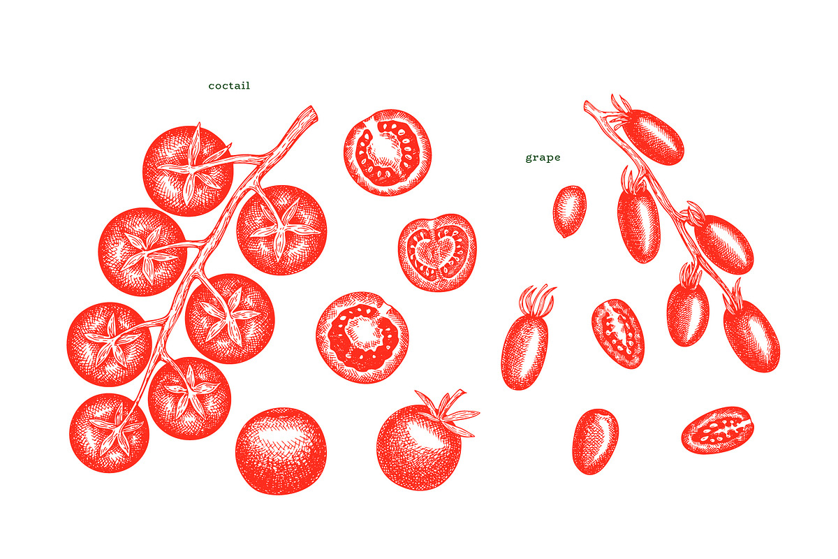 Tomato Farm Vector Collection, a Food Illustration by Lubov Illustrations Shop (Photo 8 of 13)