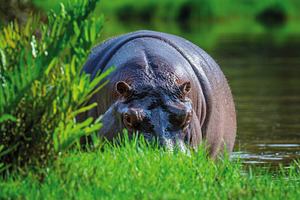 Hippo (Hippopotamus amphibius) in National park of Kenya, Africa, an Animal Photo by Byrdyak