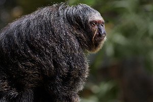 Female saki monkey perched on a log, an Animal Photo by Perpis