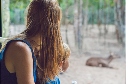 Tourists watch the animals from the, an Animal Photo by Elizaveta Galitskaya