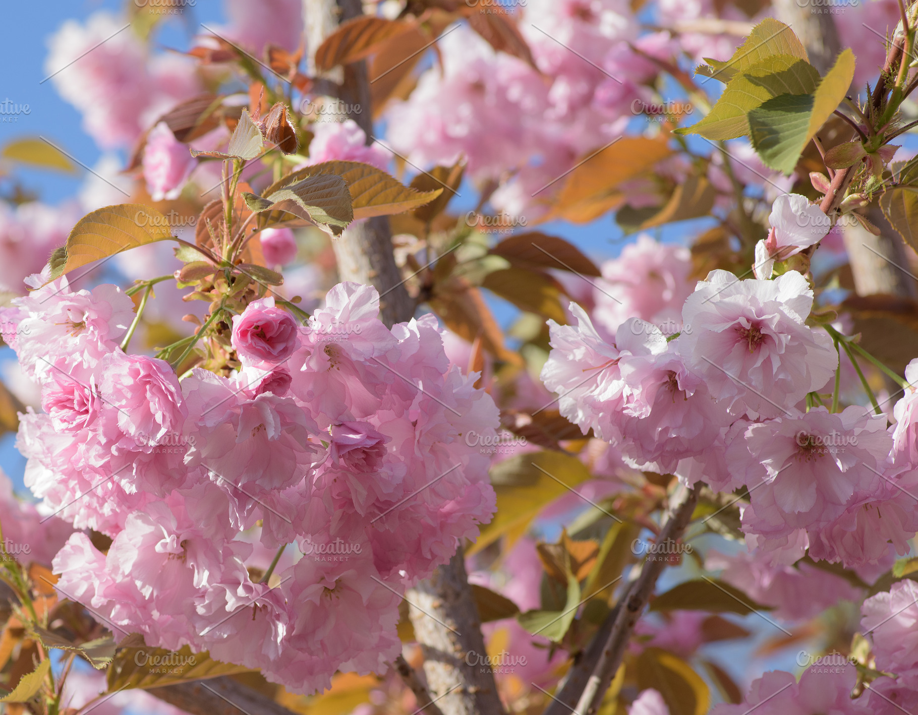 Delicate pink double cherry blossoms of sakura on the branches o, a Nature Photo by ndanko