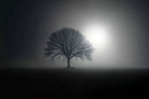 Lone tree in foggy field, a Photo by rarrarorro
