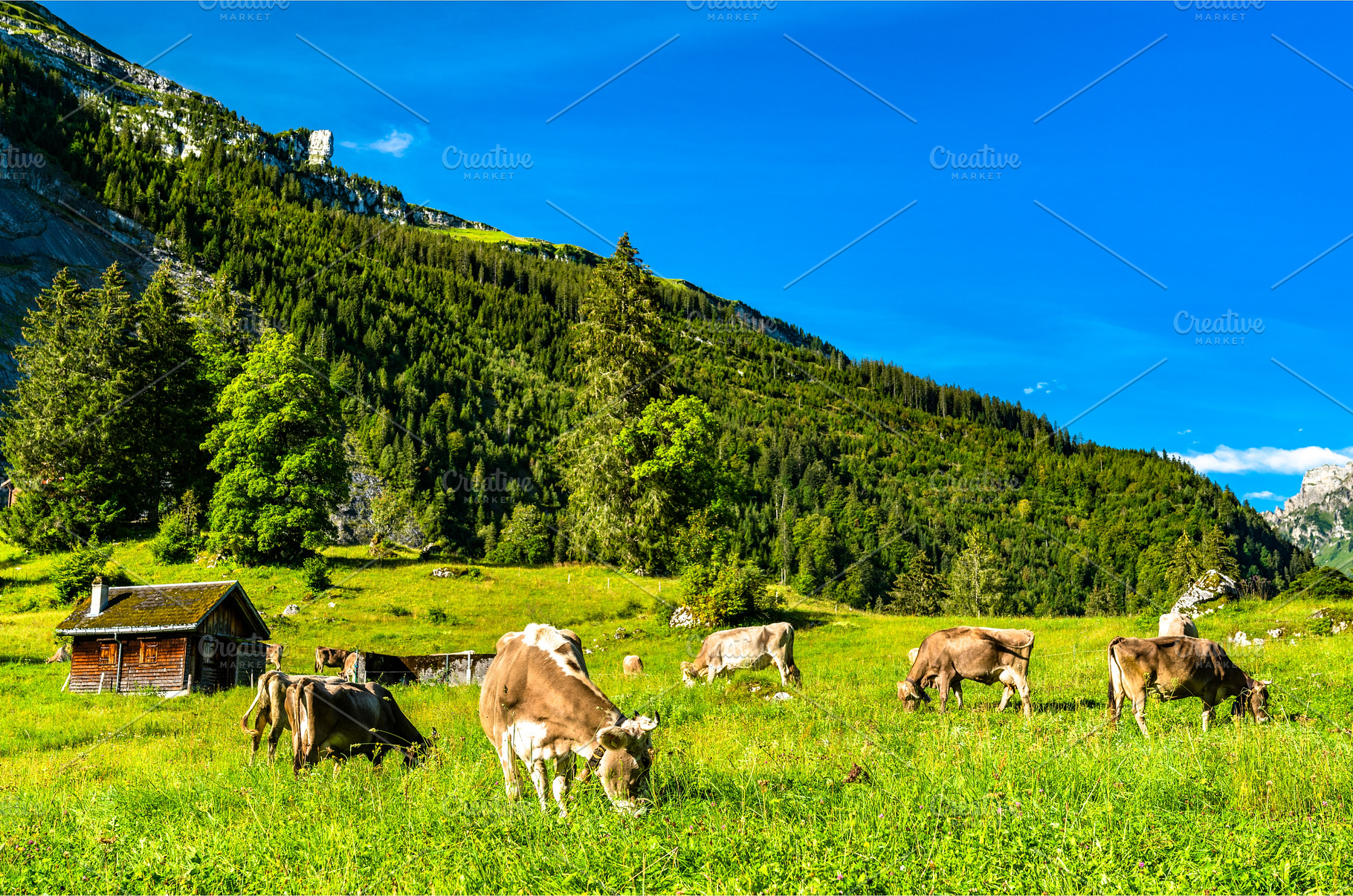 Grazing cows in the Swiss Alps, an Animal Photo by Leonid Andronov