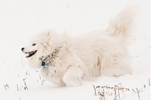 Young White Samoyed Dog (Bjelkier, an Animal Photo by Our Amazing World