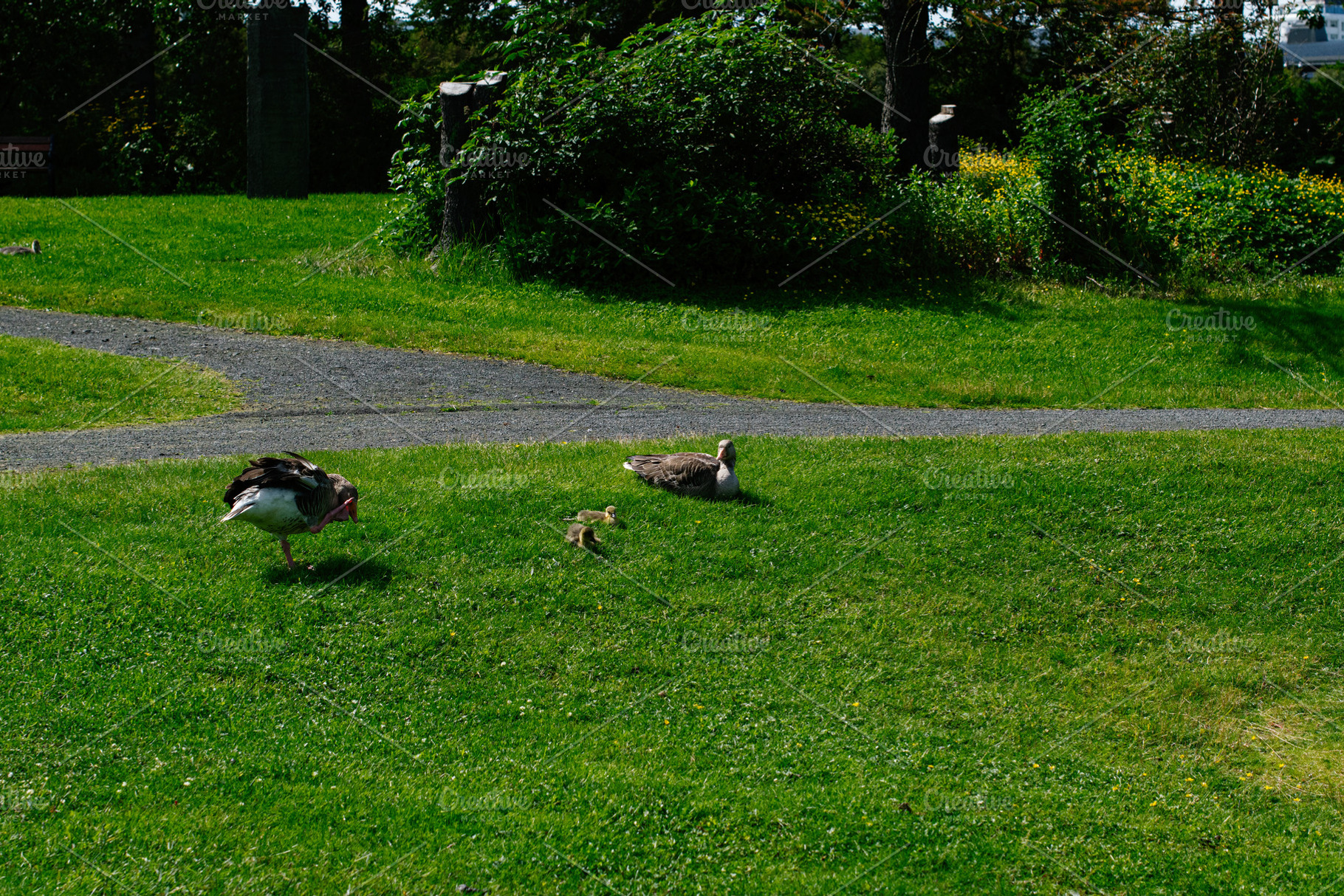 Geese with goslings in a Reykjavik park surrounded by lush greenery, a Photo by AS photostudio