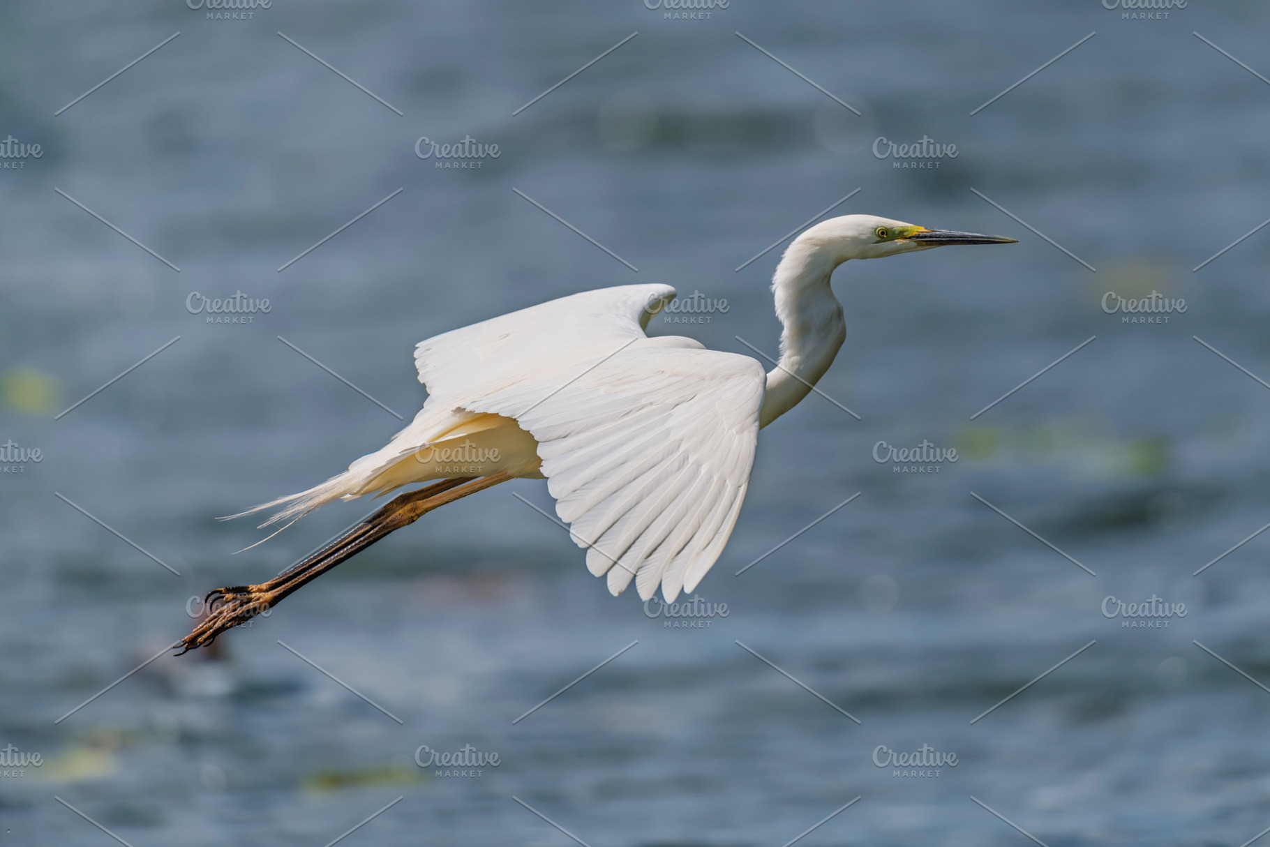 White heron, Great Egret, fly on the lake background. Water bird, an Animal Photo by Byrdyak