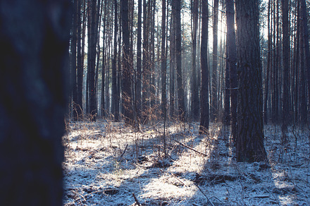 Winter forest stock photo containing sunlight and sun
