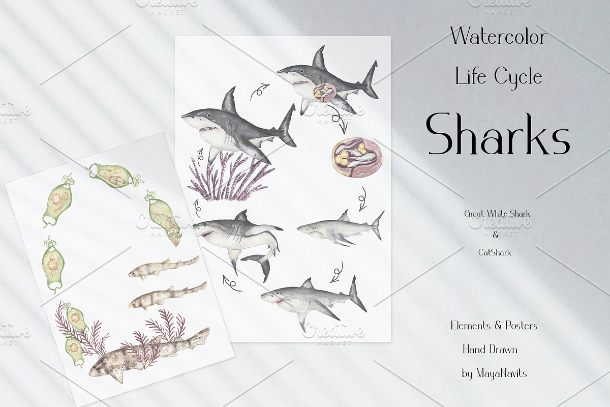 Watercolor Sharks Life Cycle Set, an Education Illustration by MayaNavits (Photo 2 of 9)