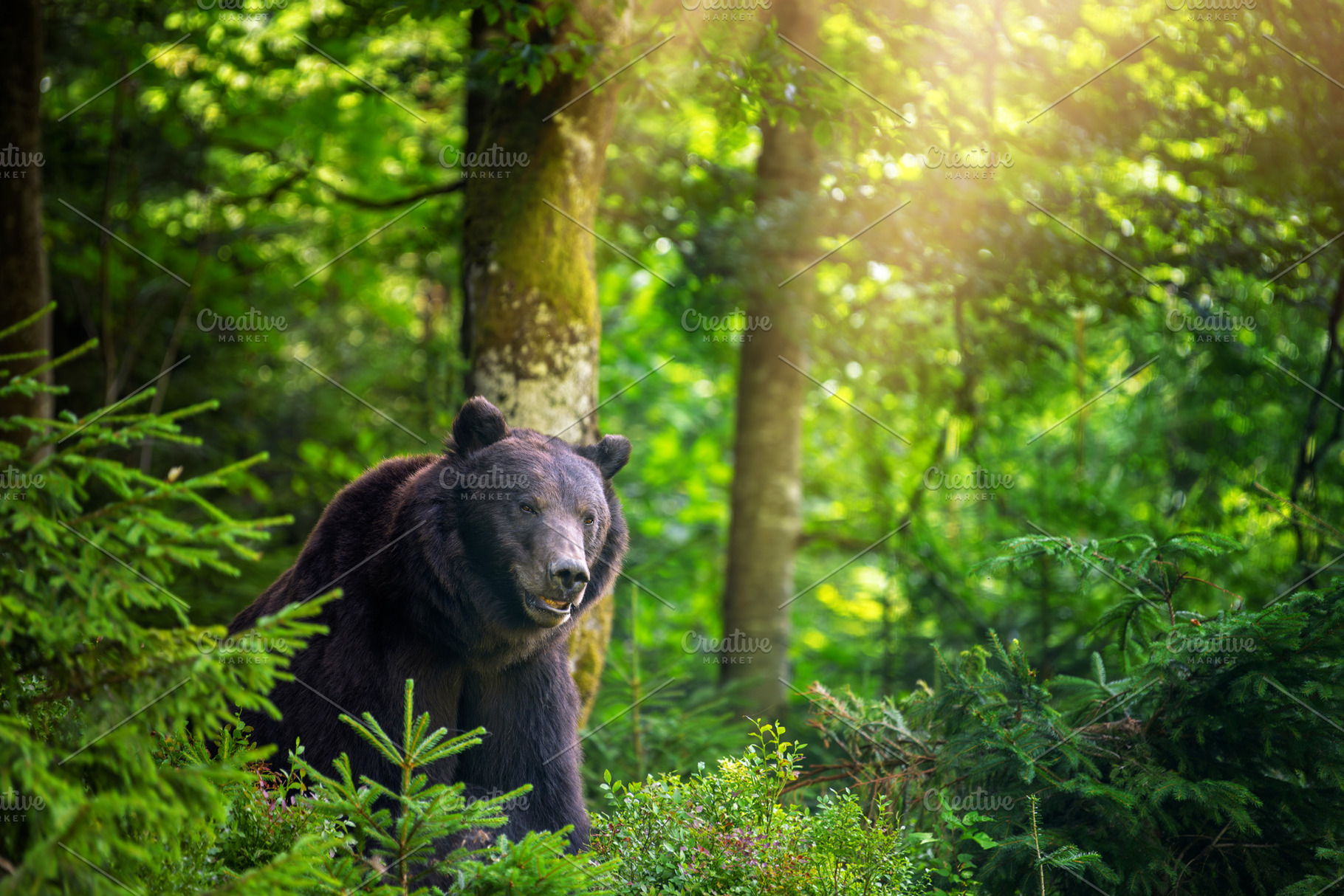 Brown bear, an Animal Photo by Byrdyak