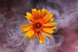 Fog flower ethereal smoke ink leopards bane flower, a Background Photo by Photo Drive Studio