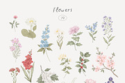 Wildflowers. Hand drawn pencil flora, a Decorative Illustration by Kreker Kate (Thumbnail 3 of 12)