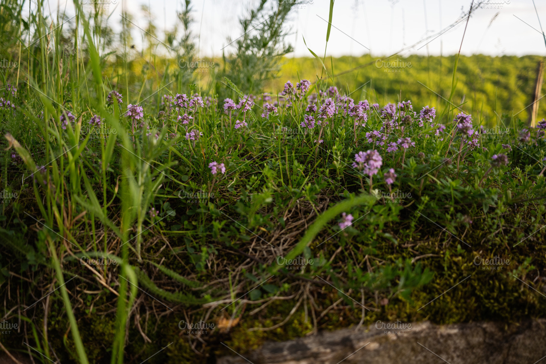 Beautiful natural scene with wildflowers and a lush green environment, a Photo by AS photostudio