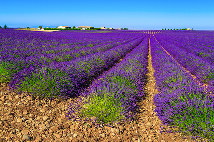 Landscape with violet lavanders, a Nature Photo by Alpine Dreams