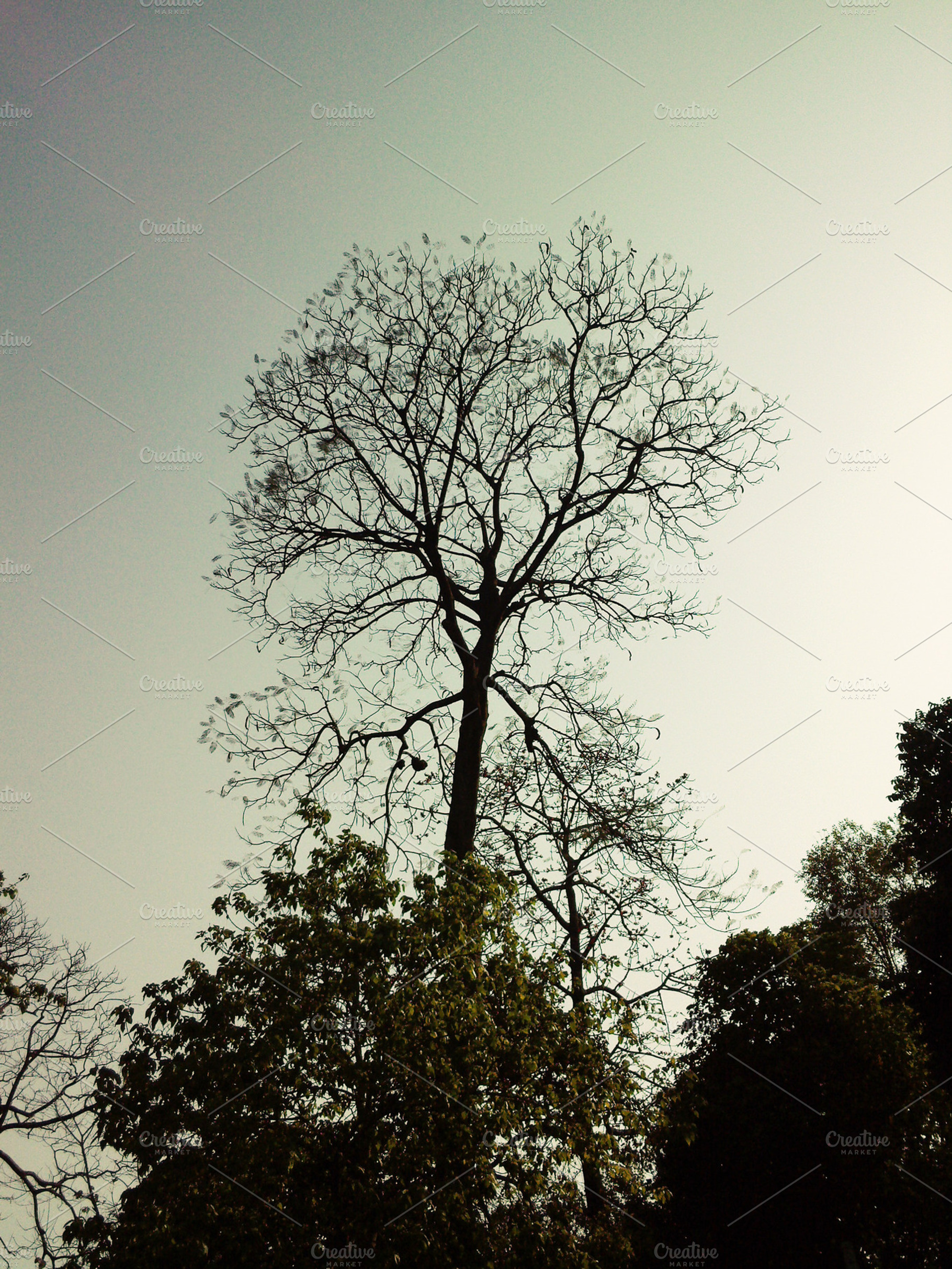Reborn of A Tree, a Nature Photo by WonderShop