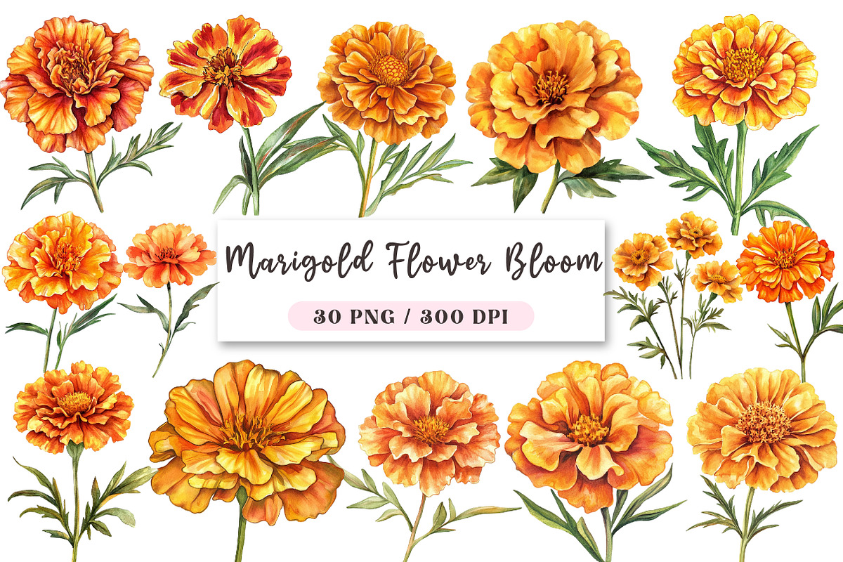 Marigold Flower Bloom Clipart, an Illustration by DreamArtGraphic (Photo 1 of 4)