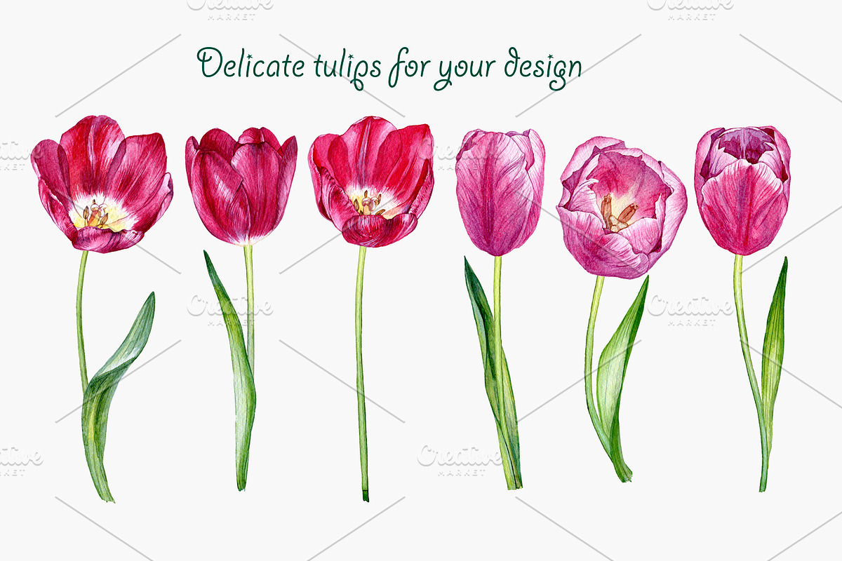 Tulips, an Illustration by OlyaSenko (Photo 2 of 6)