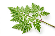 10 poisonous botanical plants, a Healthcare Illustration by StockVerse Creative (Thumbnail 5 of 12)