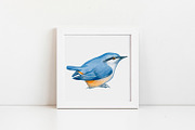 Small forest birds - vector clipart, an Animal Illustration by ViktoriArt (Thumbnail 4 of 6)