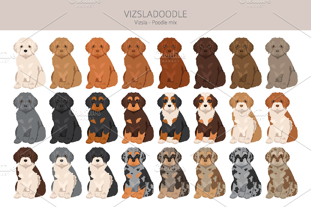 Vizsladoodle (Vizsla Poodle mix), an Animal Illustration by pet design shop (Photo 4 of 6)