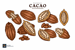 Hand Drawn Cacao Illustration