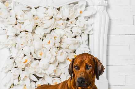 Elegant rhodesian ridgeback dog in front of stylized flower fireplace