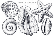 Sea Shells Collection, a Food Illustration by Aquatinta (Thumbnail 4 of 9)