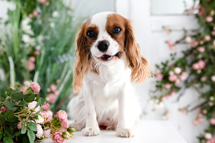dog breed cocker spaniel