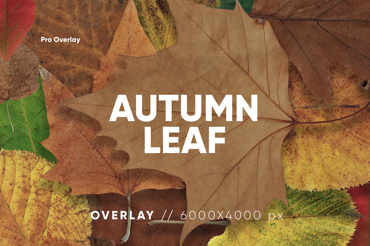 30 Autumn Leaf Texture, a Texture Graphic by CCPreset (Photo 1 of 3)
