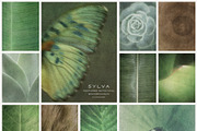 Sylva Textured Botanical Backgrounds, a Background Graphic by alonahaidash (Thumbnail 8 of 15)
