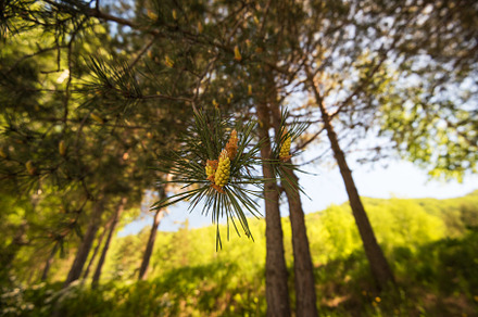 Mountain pine closeup with young cones stock photo containing branch and green, a Nature Photo by Jan Jack Russo Media