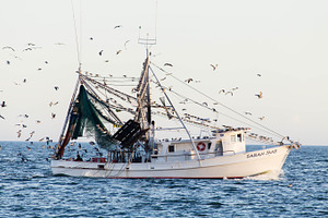 Shrimping Boat II