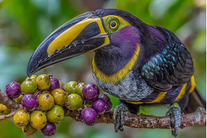 A closeup portrait of a yellow, an Animal Photo by ZinetroN