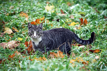Friendly cat walks in autumn park, an Animal Photo by pictures for you