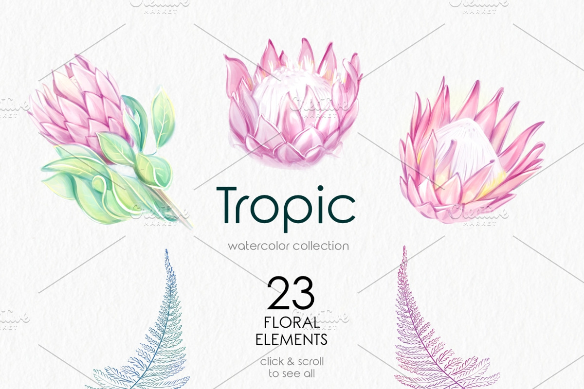 Tropic protea, watercolor clip art, a Seasonal Illustration by katmonne (Photo 2 of 9)