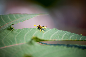 Bee on leaf